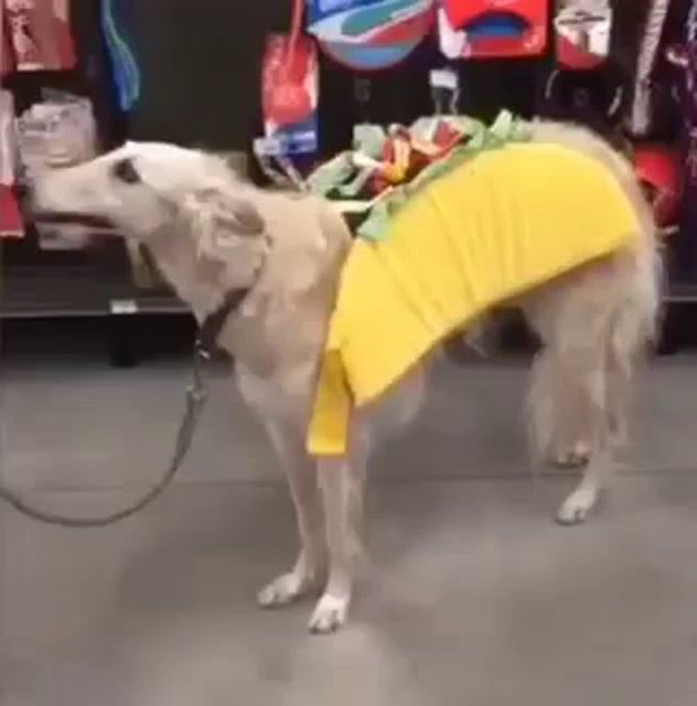 a dog wearing a taco costume is standing on a leash .