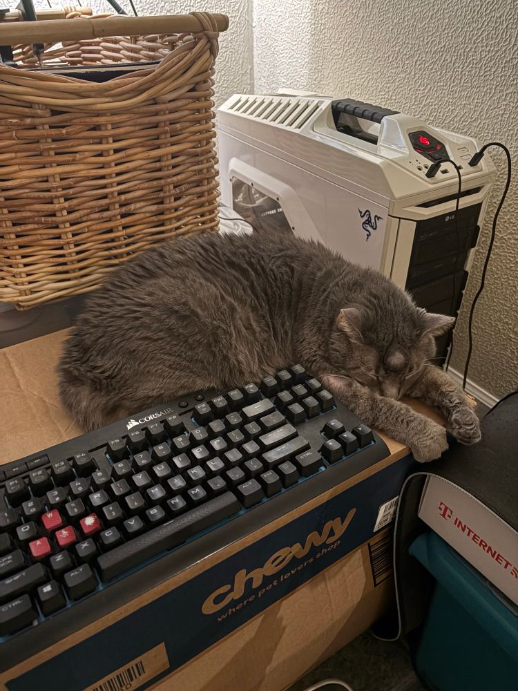Mr. Gray having a nap on my cardboard keyboard stand