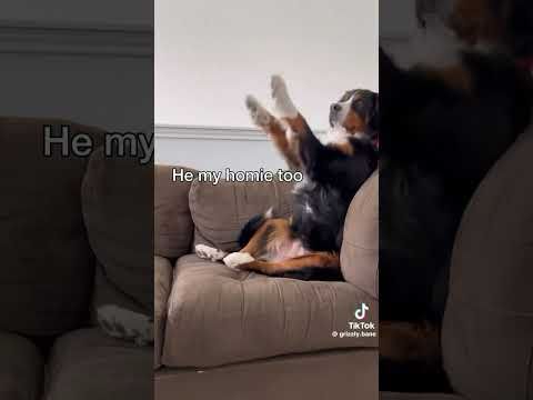 Let’s give some credit to @grizzly.bane￼ for this good video