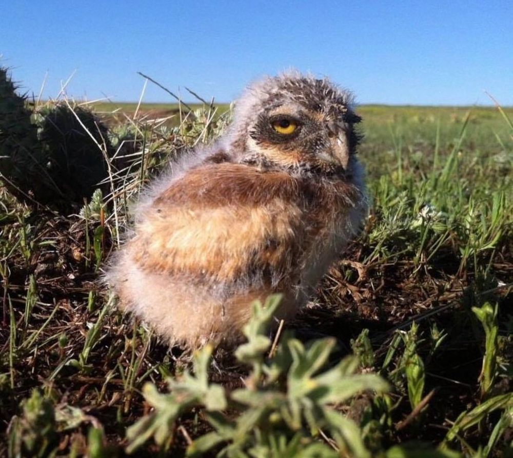 A little fuckin grumpy bird
