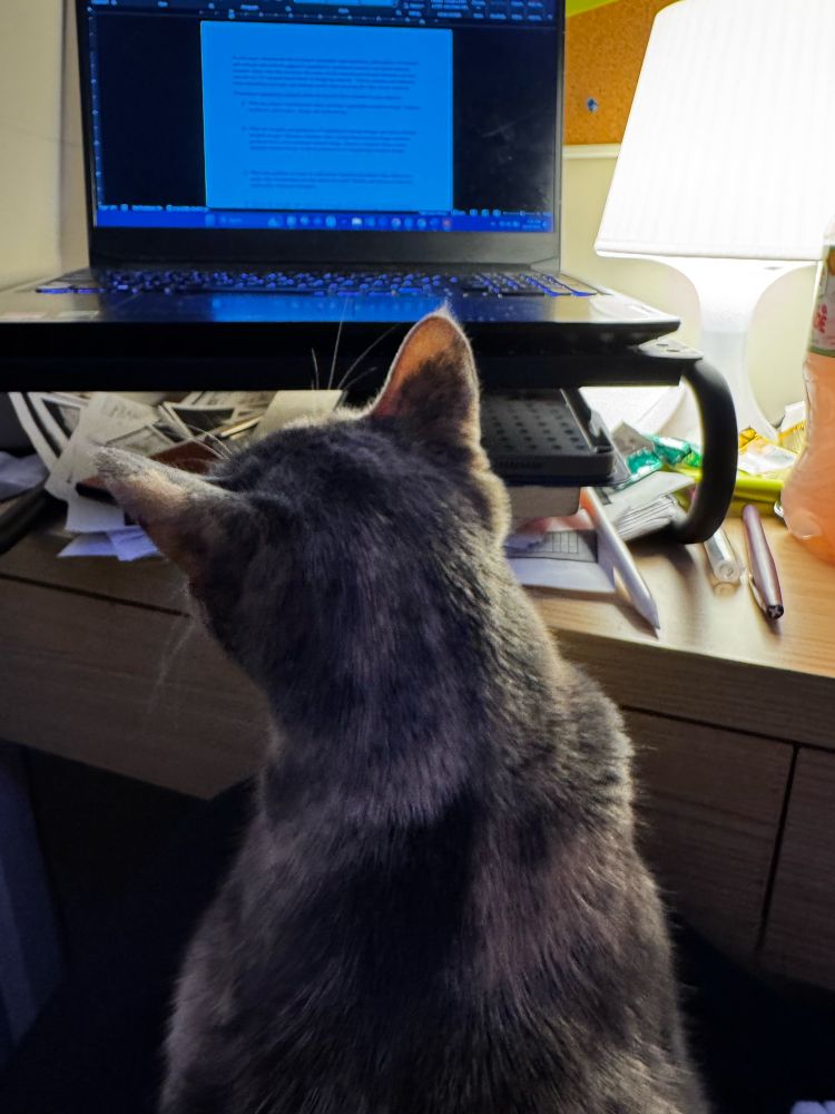 Cat looking at computer