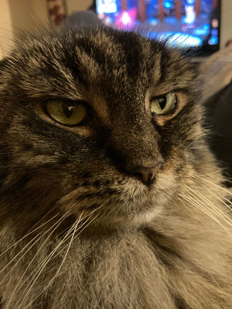 A photo of a gray long haired tabby with a disdainful look on her face.