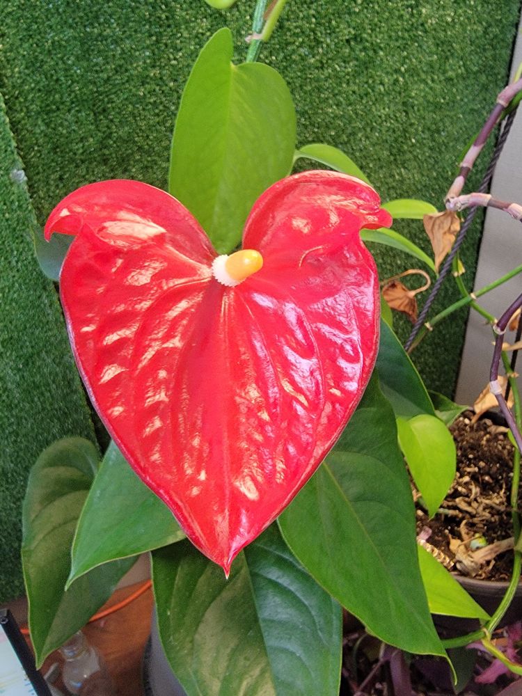 Bright big shiny red anthurium flower