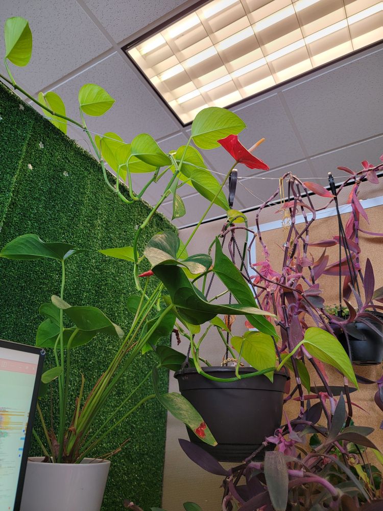 Said Bright big shiny red anthurium flower is on a /really/ long stalk that's leaning far to the right