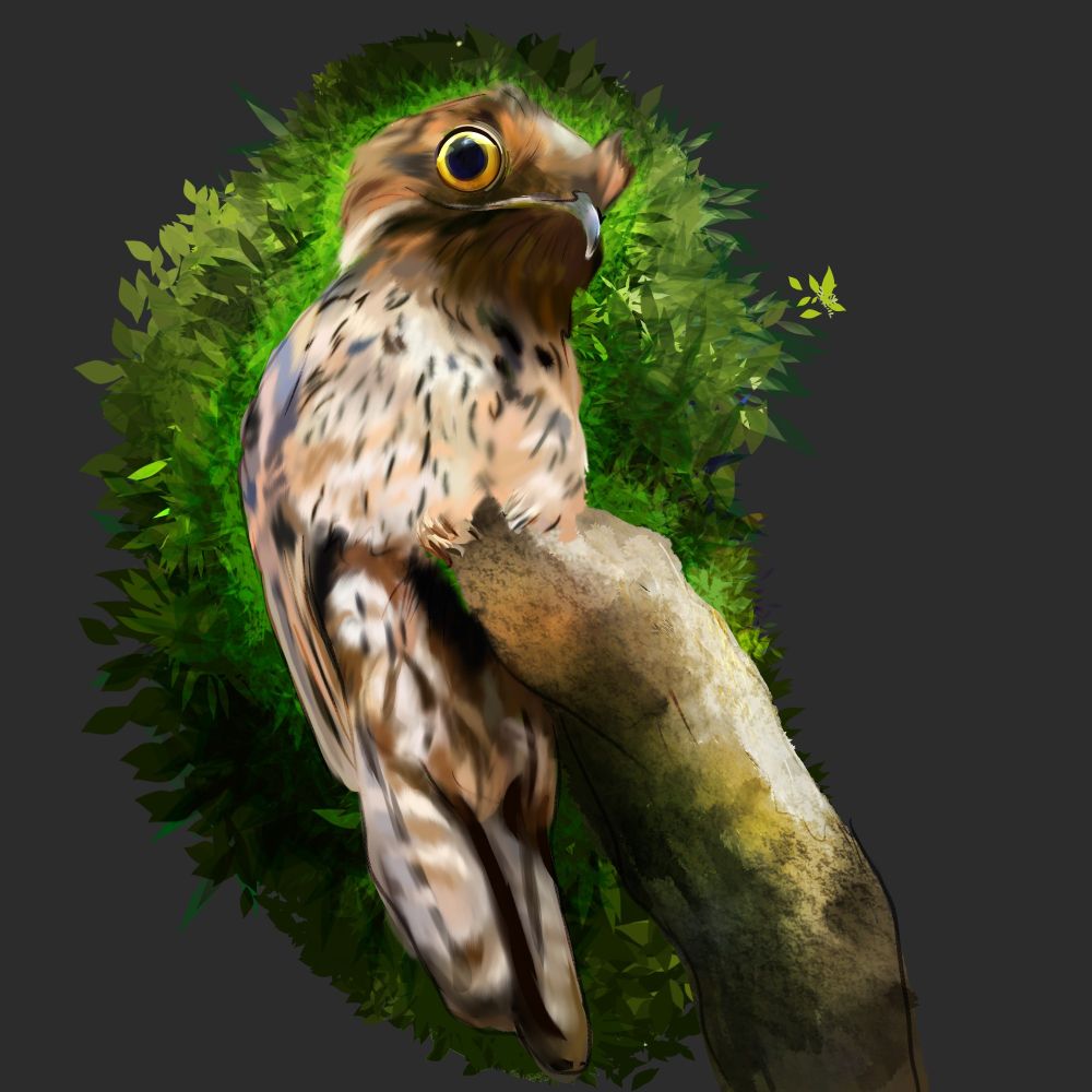 A potoo among trees, with slight outline
