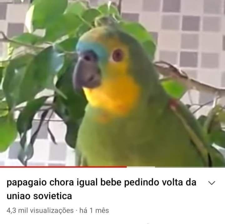 imagem de papagaio na frente de um galho de folhas e texto diz como se fosse chamada de video do youtube "papagaio chora igual bebê pedindo volta da união soviética"