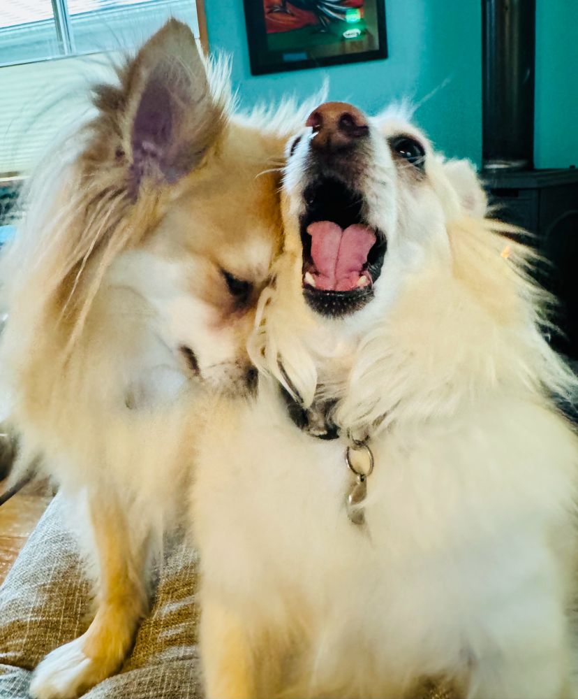 Two small beige and white dogs cuddling