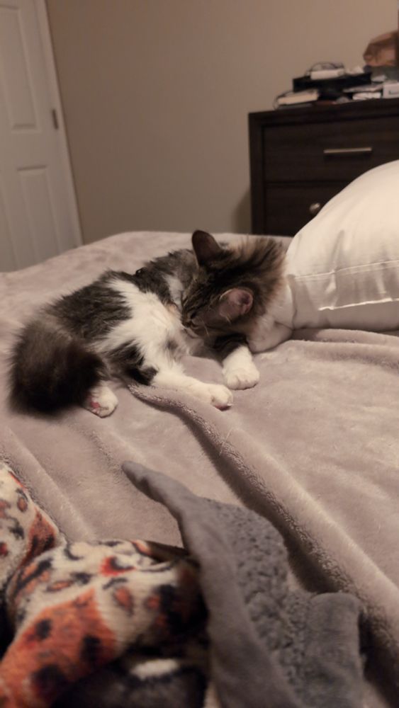 A white and brown tabby kitten sleeps on a bed next to a pillow
