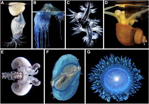 Animals that live at the ocean’s surface (Anthony et al. 2024 Current Biology)