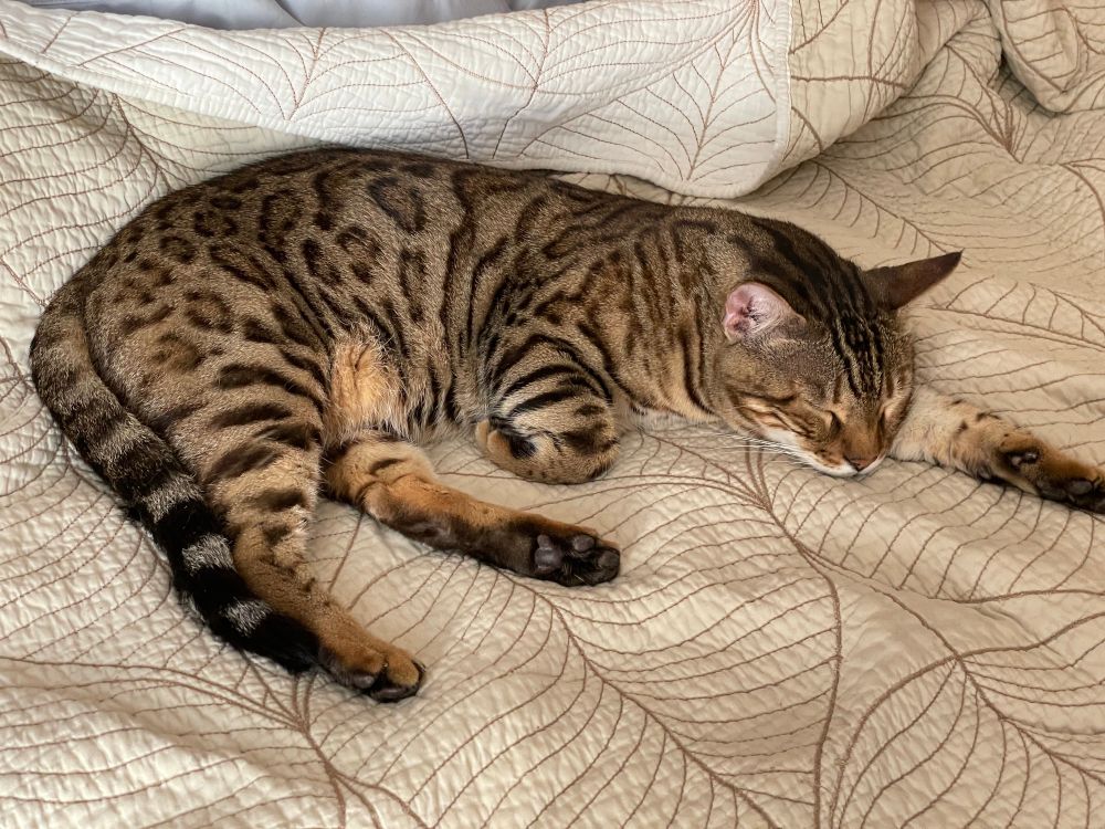 Tango laying in bed in a C shape