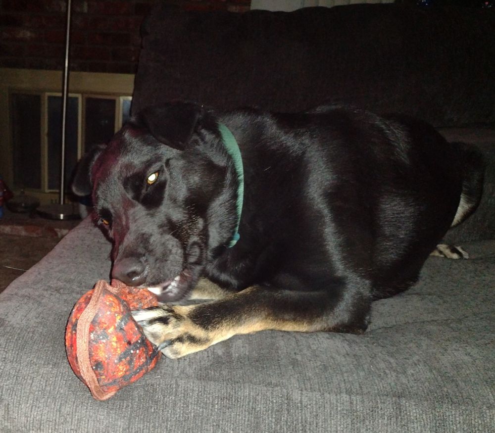 A large black dog laying on a couch while chewing on a dog toy