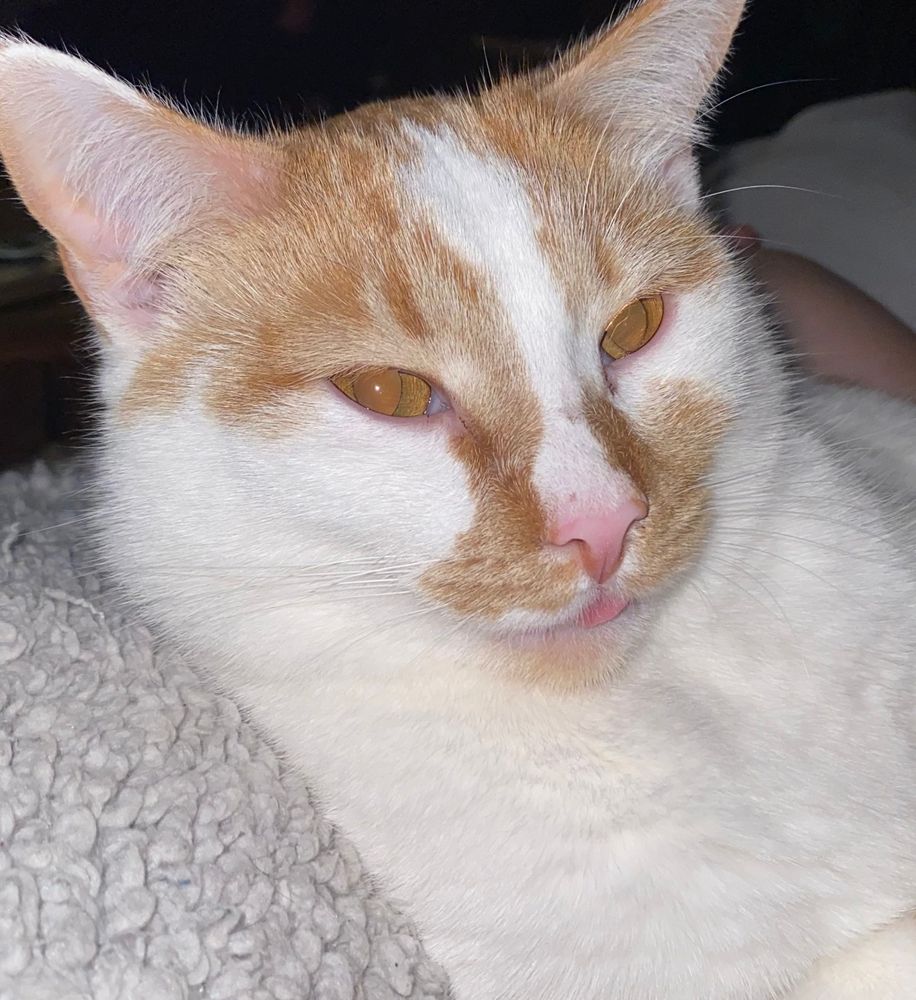 our toasty boy, a white cat with orange tabby spots, looking at the camera and slightly sticking his tongue out. the camera is using flash so his eyes look extra orange and funky. he’s just a silly guy