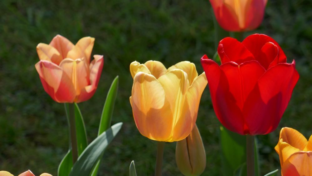 In der Sonne leuchtende Tulpenblüten in Rot-, Gelb- und Orangetönen vor unscharfem Rasenhintergrund.
