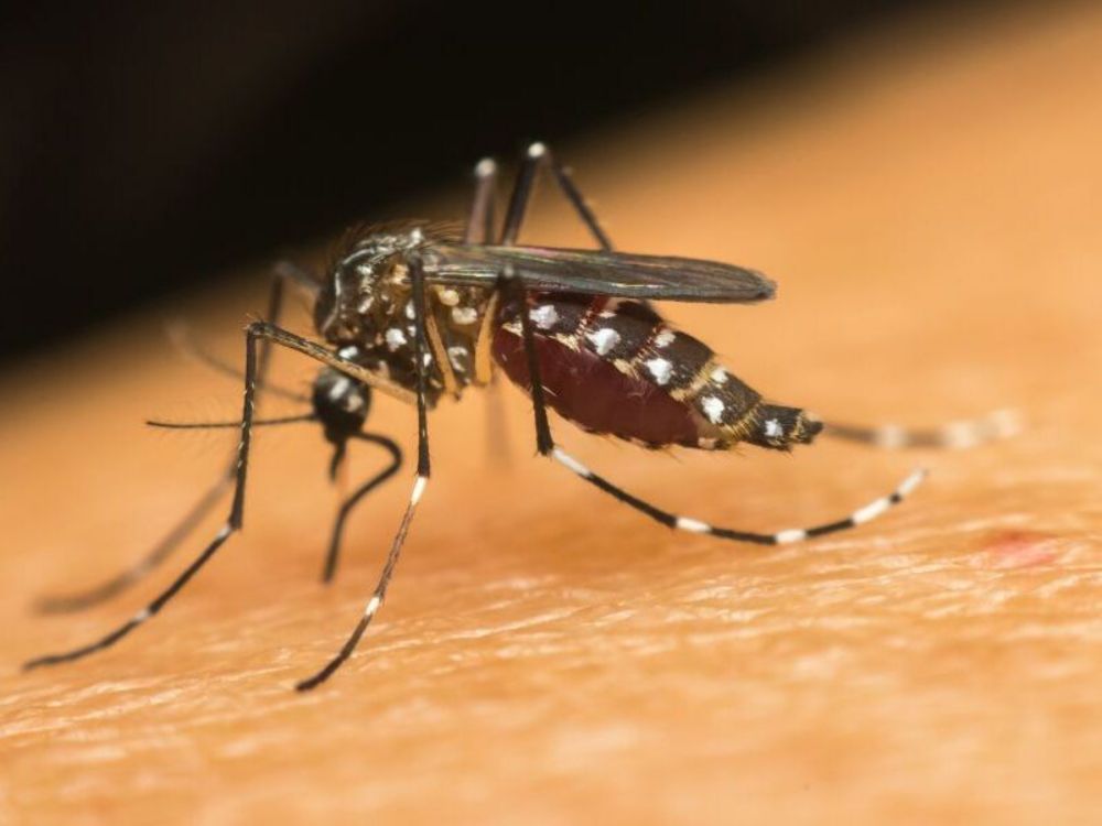 Pernambuco registra 29.615 casos prováveis de dengue e confirma 156 notificações de febre Oropouche