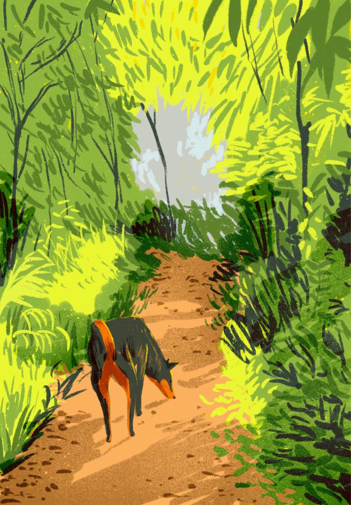 Digital sketch of a Sri Lankan street dog being walked down a forest path off leash.