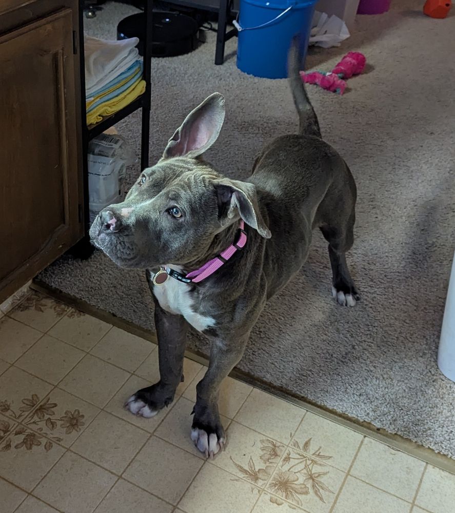 A little pittie mix dog, grey with white on her chest, standing on all fours with one ear flopped and one straight up. She has a pink collar and is looking attentively at someone off camera.