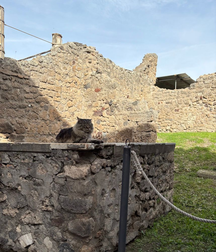Fluffy grey cat outside the cat house