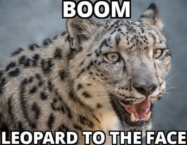 Boom Leopard to the face