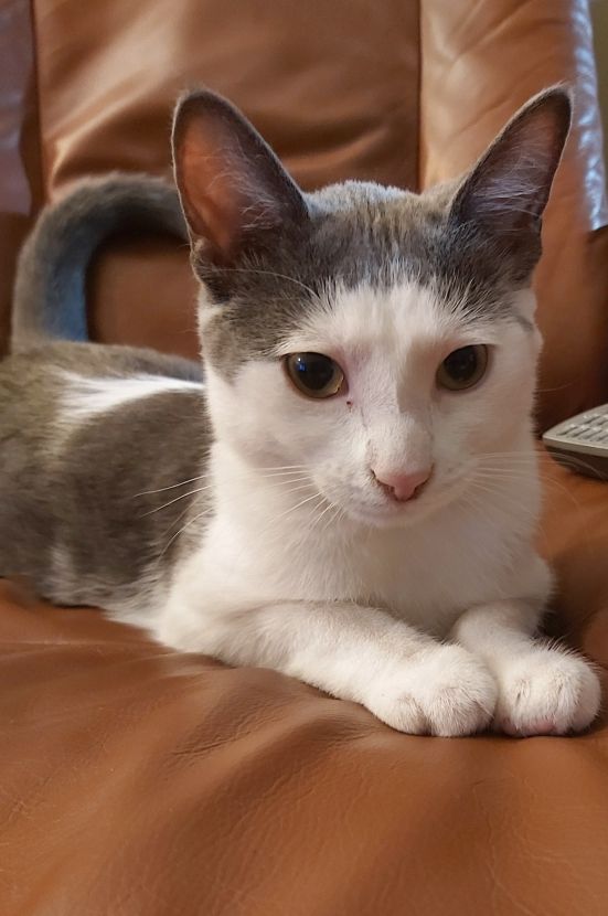 Photo of a young grey and white cat sitting in loaf position on the seat of a brown leather chair, holding her paws out in front of herself.