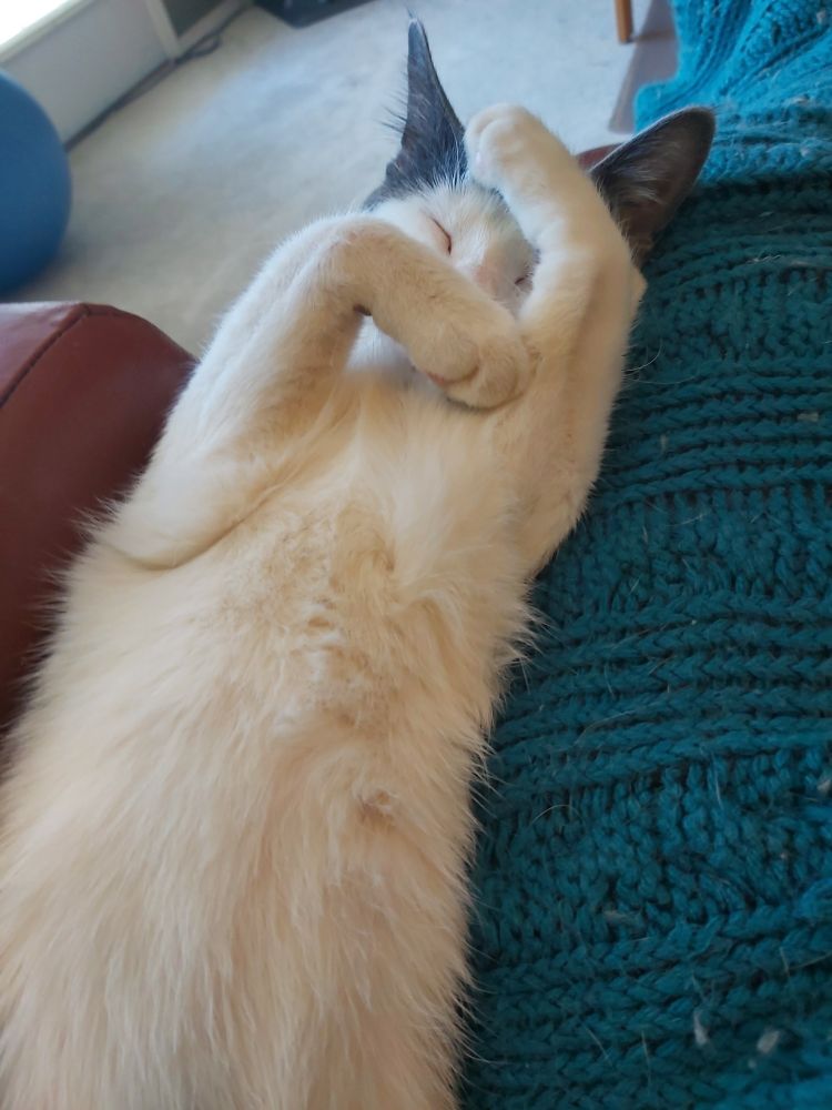 A mostly white cat sleeping on her back with her front paws crossed over her face.