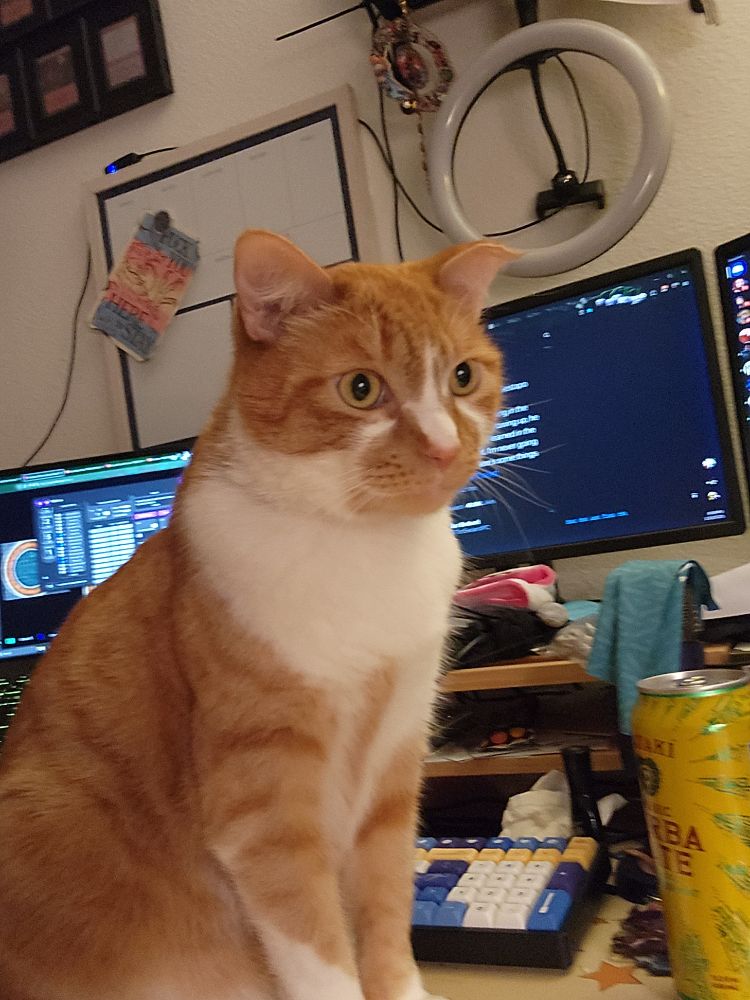 Photo from the side of Mr the Captain, an orange and white cat with no thoughts in his head. His normal bowtie is missing and he's staring off into space 
