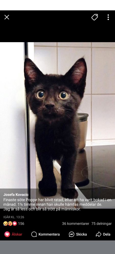 Kattungen Poppe söker hem 🩷 

https://www.facebook.com/share/1JzQvW9BB2/