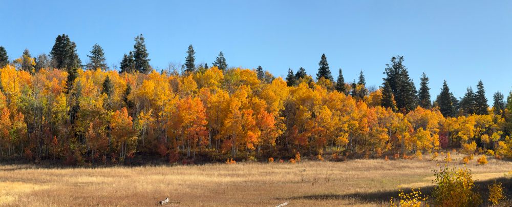 A grove of aspen trees that are turning orange and red during fall