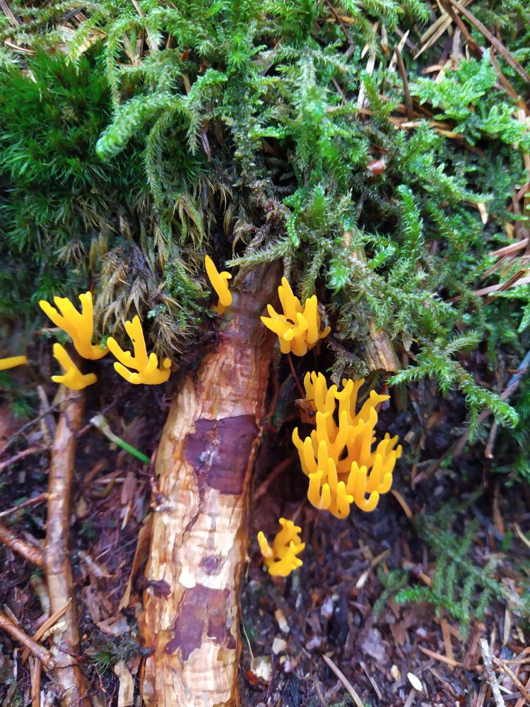 Picture of a golden coral-like mushroom, Calocera viscosa.