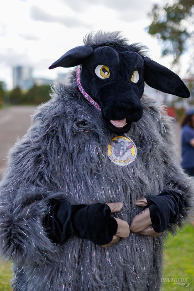 This is a photo of Silver Sheep. It's a 3/4 portrait composition. He's a Suffolk ram fursuiter.