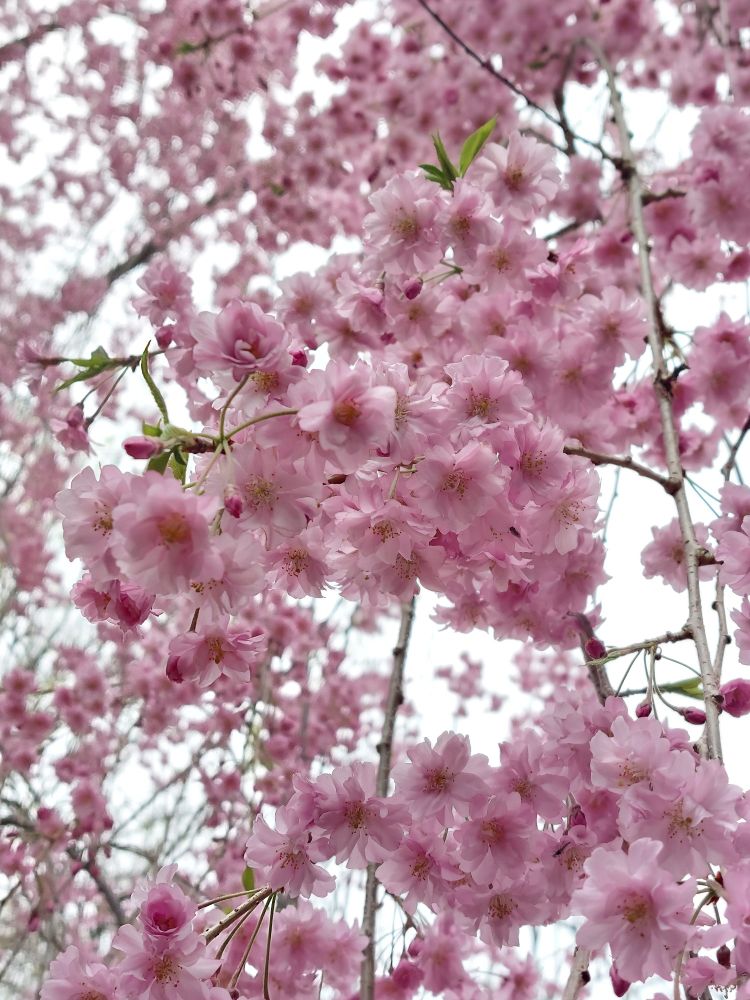 Photo of light pink Japanese cherry blossoms