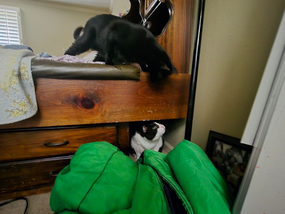 A photo of my fully black cat Pip looking down from a bed at my fat tuxedo cat Loki who is under the bed and looking back up at Pip