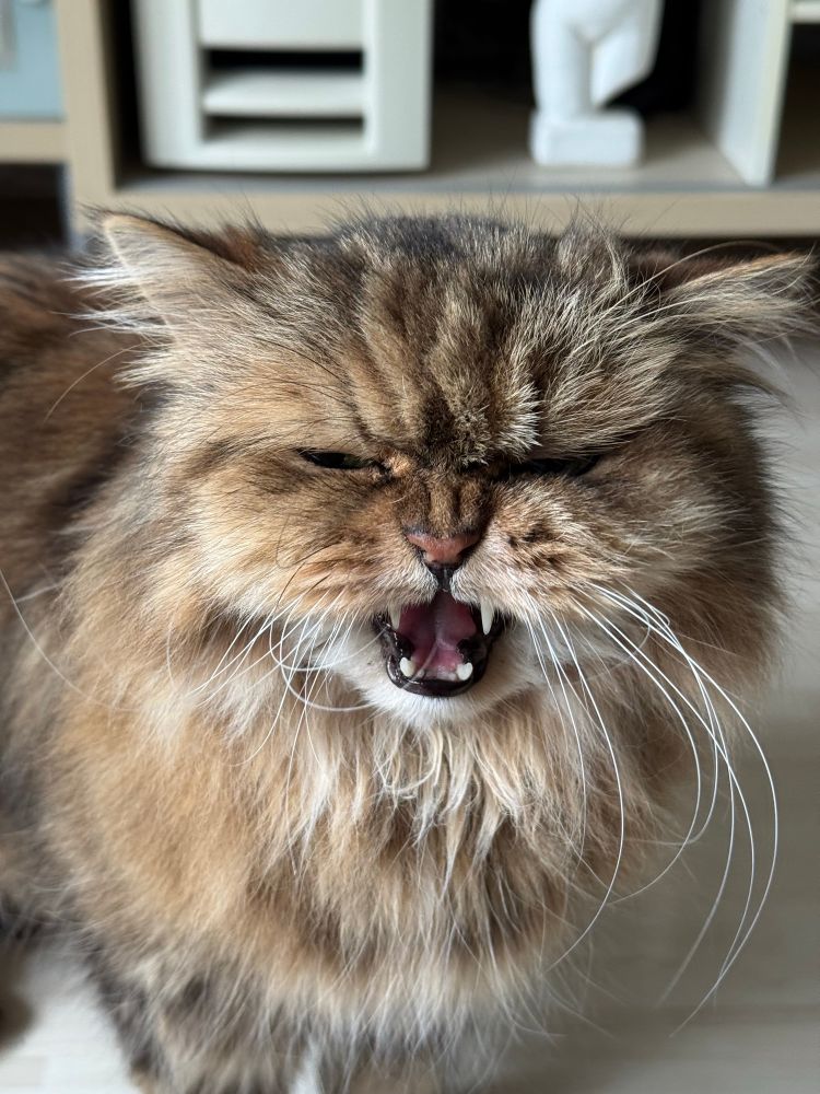 Merlin meowing into the camera 