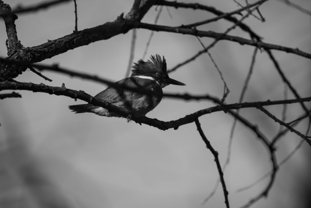 A belted Kingfisher photographed here sitting on dry twigs next to a marsh waiting to strike!