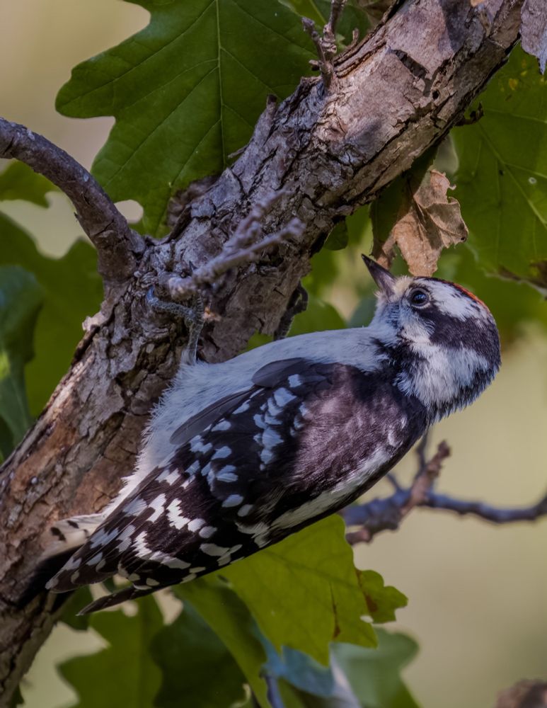 When one’s hungry nothing else distracts! Here’s a downy woodpecker actively looking for juicy larvae!