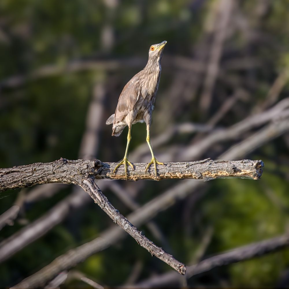 A black crowned night heron extending itself as soon as it spots me!