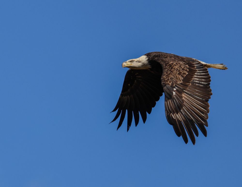 The majestic bald eagle 🦅 in flight!