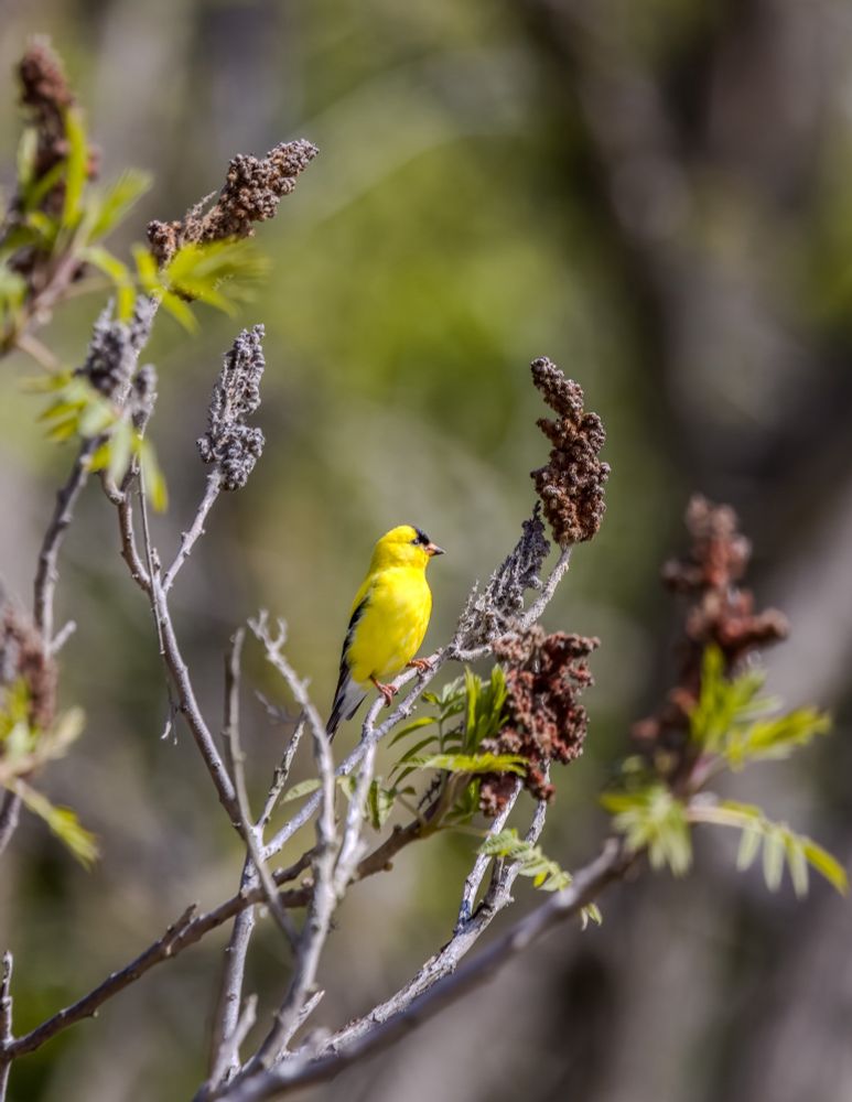 A male goldfinch on watch close to his nest!