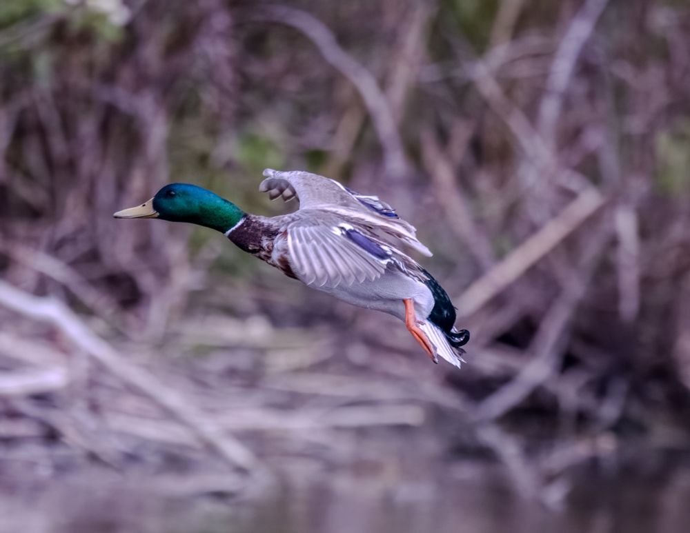 A male mallard 🦆 incoming to settle down!