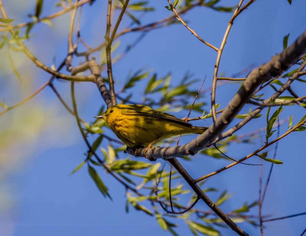 A yellow warbler!