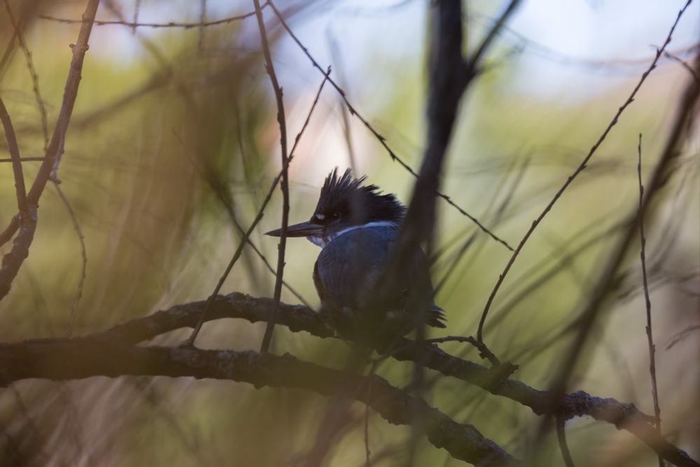 A belted kingfisher captured thru a maze of branches!