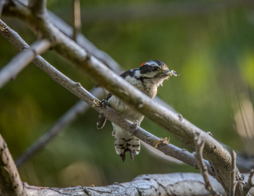 A Downy Woodpecker digs out juicy larvae!