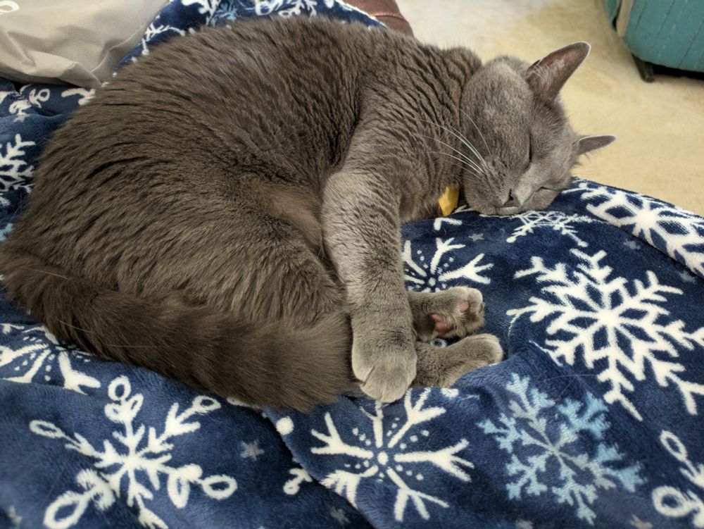 A grey cat sleeping in a jack-knife position on a snowflake patterned blanket, just totally zonked out.