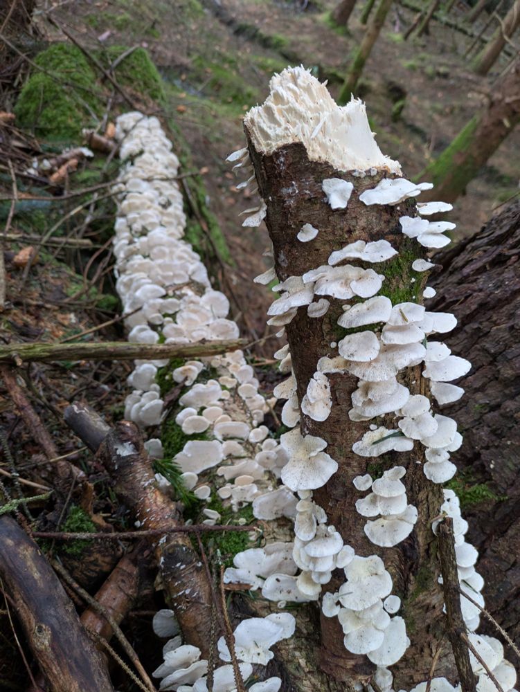 A dead tree liberally coated in white mushrooms I don't know.