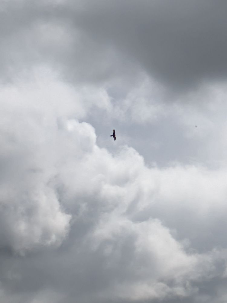 Red kite circling in front of billowing grey clouds 