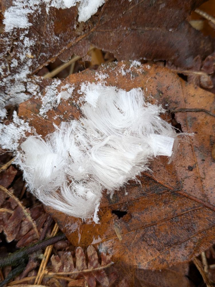 Close up on hair ice on back of leaf