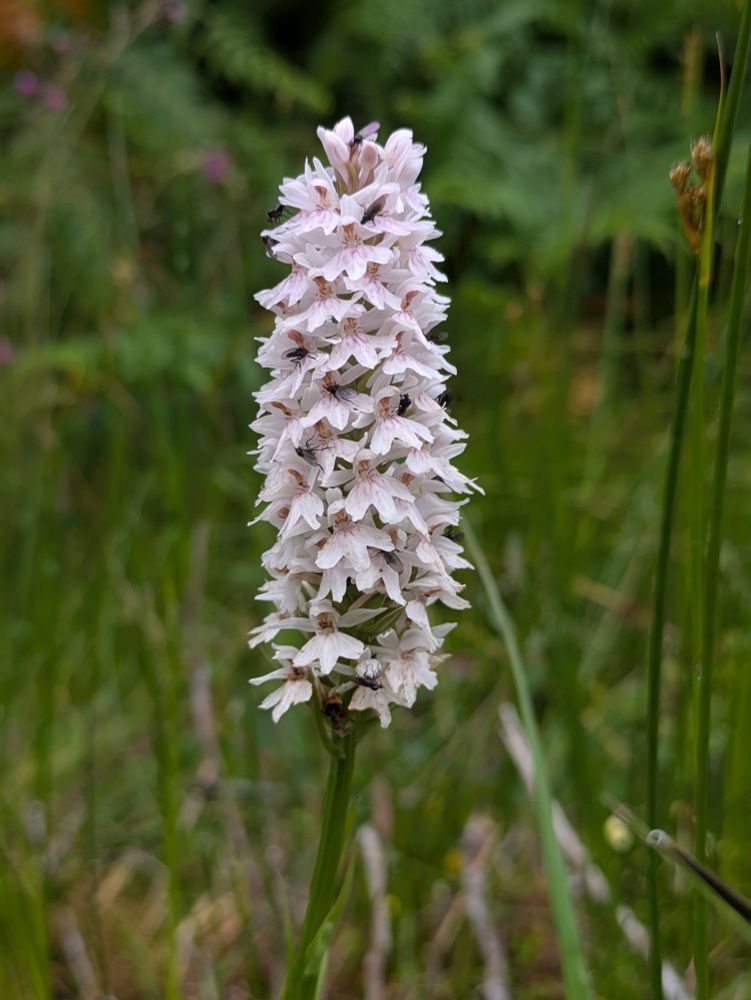 A really big orchid