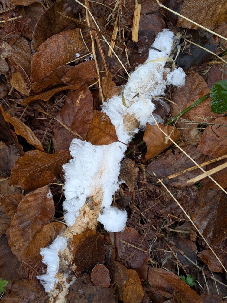Hair ice bursting out of a stick, surrounded by dead beech leaves.