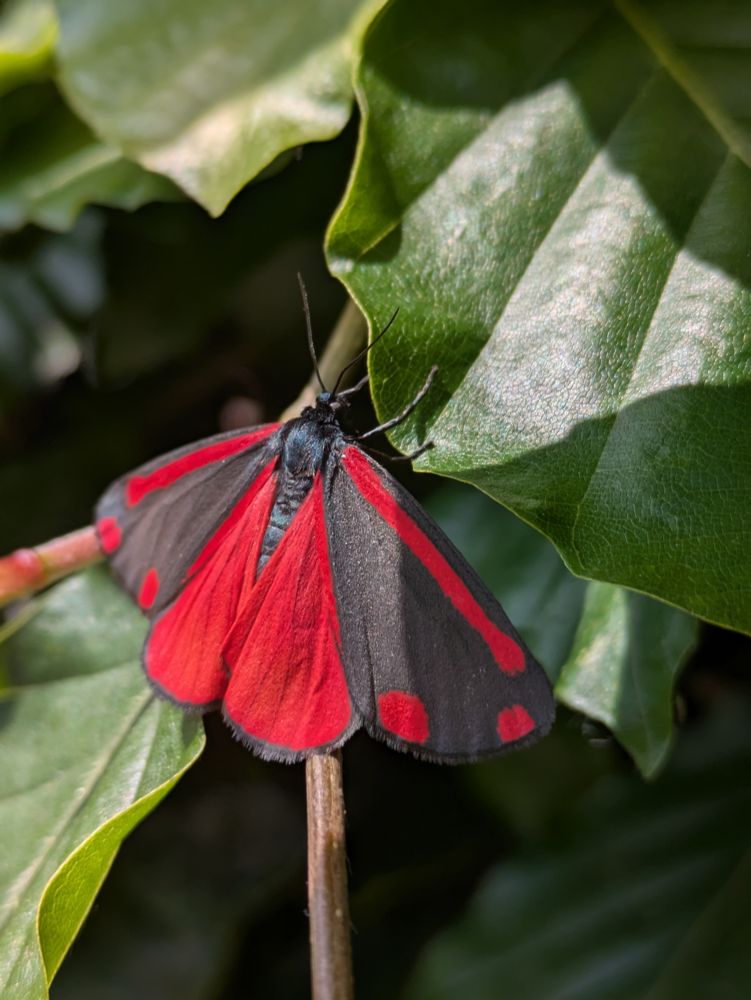 Cinnabar moth, red hind wings glowing.