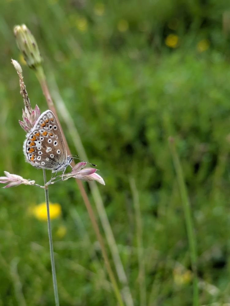 Common blue butterfly under wings 