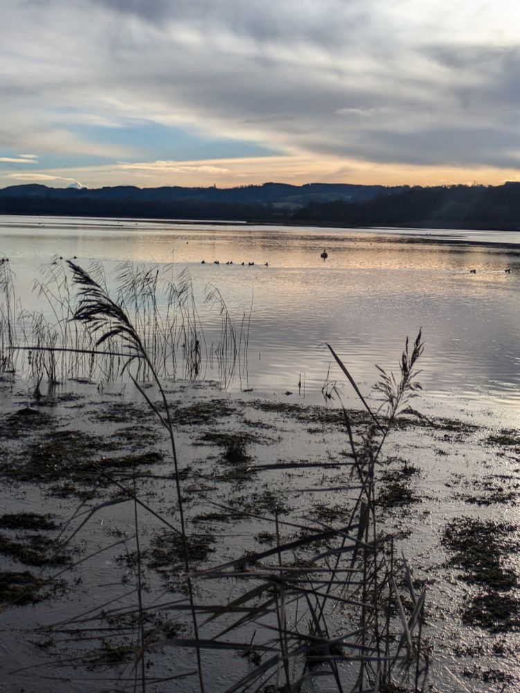 Silhouette of reeds with diving ducks in the background. Apricot, blue and grey clouds in the sky.